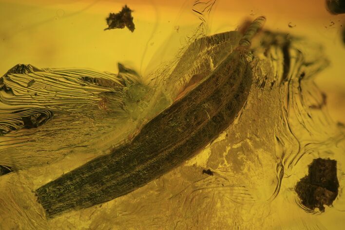 Detailed Fossil Plant Leaf (Gymnosperm) In Baltic Amber #102748